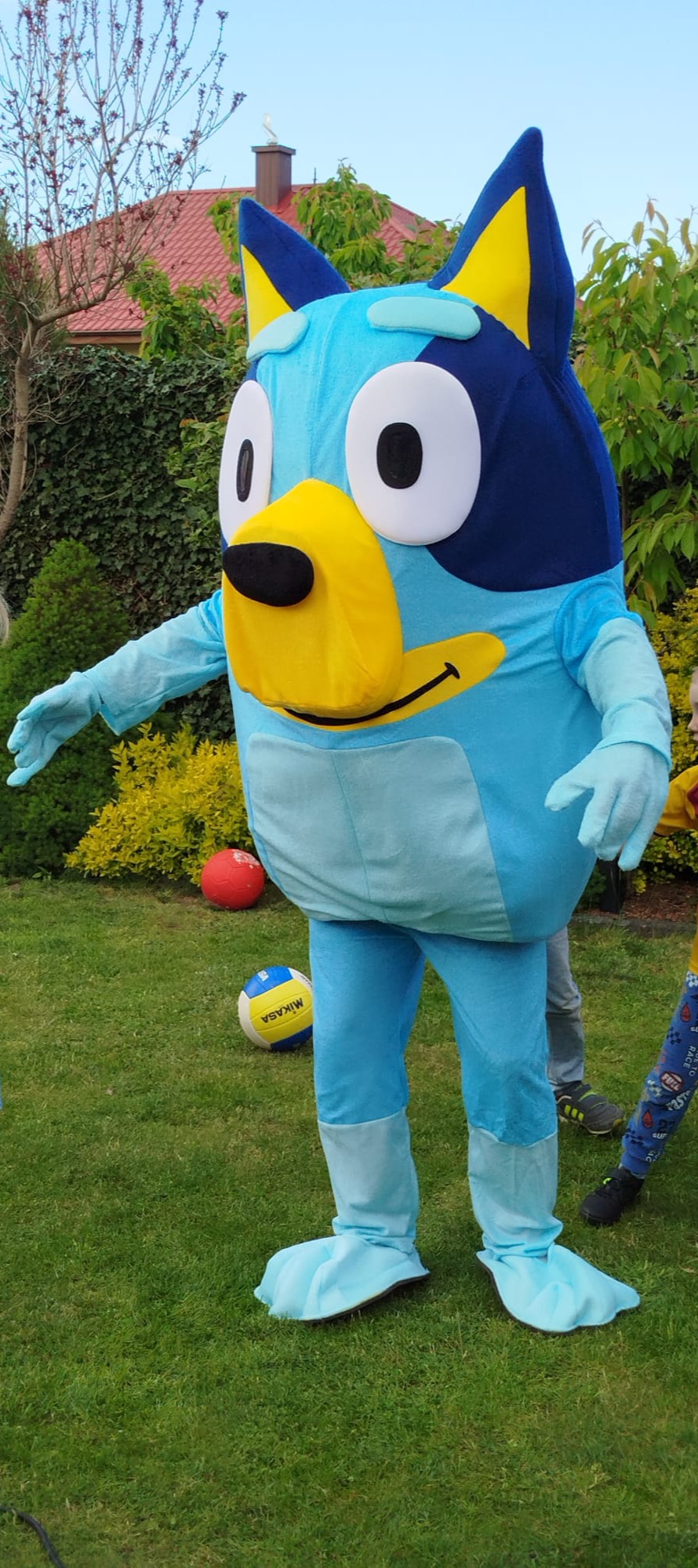 Żywa maskotka Bluey